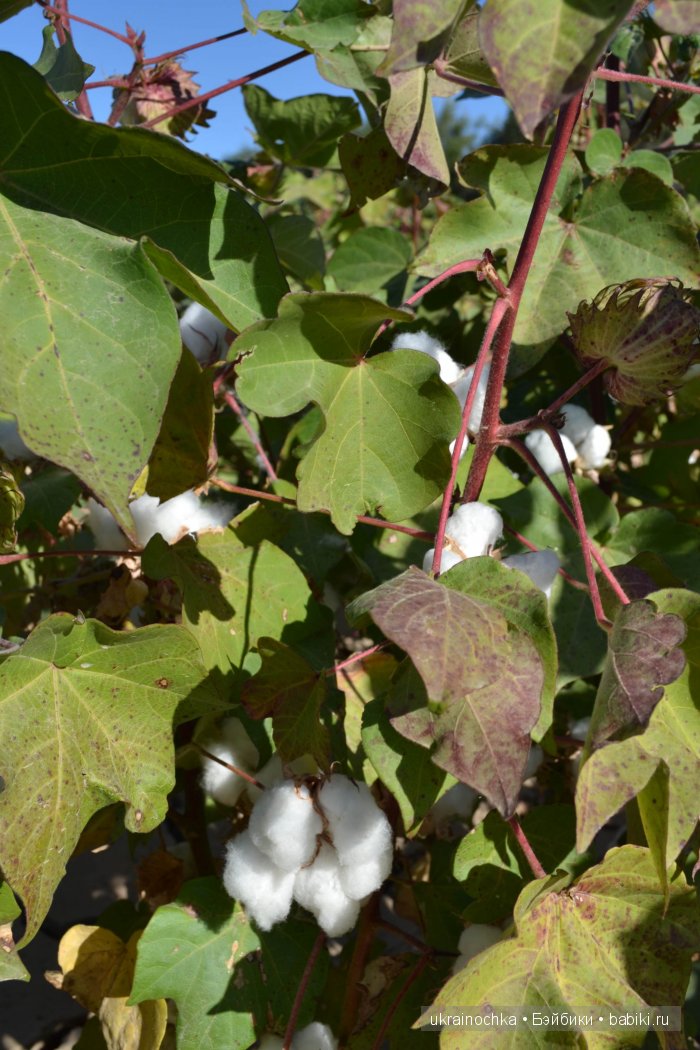 Gagea Lutea Zwergnase или Сказ о хлопковом Эльфе