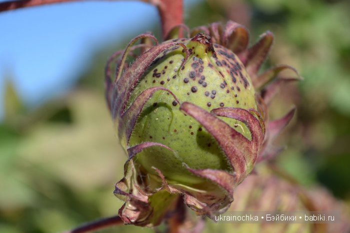 Gagea Lutea Zwergnase или Сказ о хлопковом Эльфе (фото 9)