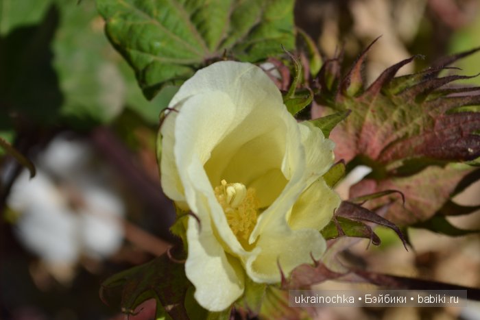 Gagea Lutea Zwergnase или Сказ о хлопковом Эльфе (фото 3)