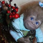 Monkey Monita with blue sky eyes... Кукла реборн Екатерины Метлиной