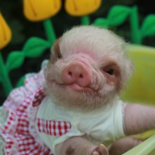 Свинка Хлоя. Часть 2