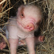 Свинка Хлоя, хрю-хрю-хрю Часть 1