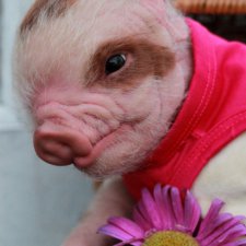 Еще одна свинка реборн Пигги