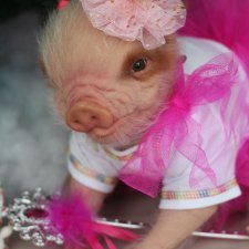 Мисс Piggy Queen. Свинка реборн из молда Thistle by Cindy Musgrove