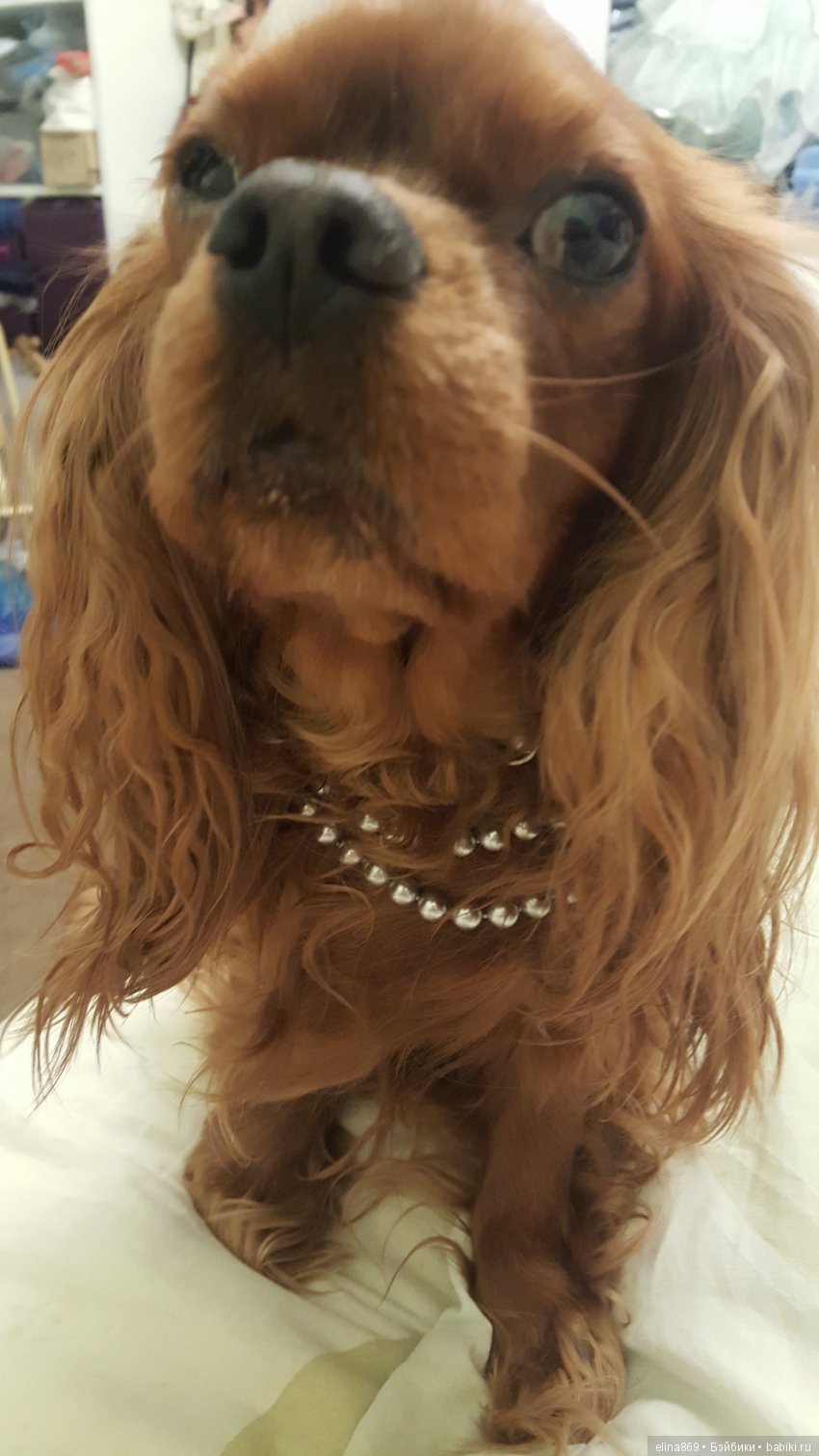 А мы котопес.и тоже празднуем