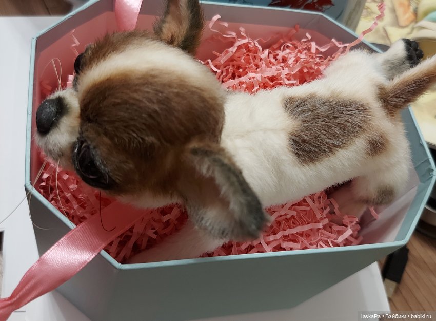 Зюзя - крошка чихуахуа — Домашние фото авторских игрушек: Тедди (фото 4)