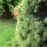 Лучик солнца от Цвергназе - Роземин