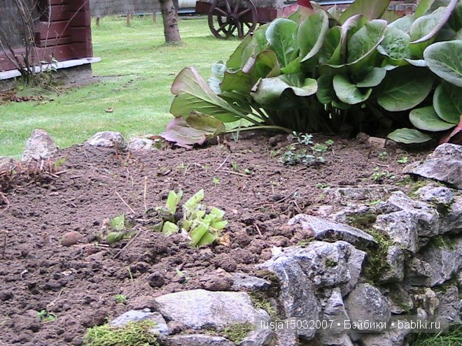 Лилл, Роземин, Эвианне от Zwergnase