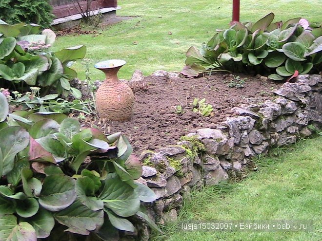 Лилл, Роземин, Эвианне от Zwergnase