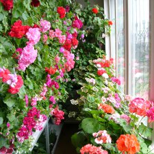 Часть 2. Размножение пеларгоний