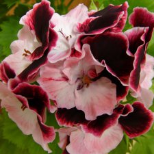 Красивоцветущие растения. Часть 1. Пеларгонии