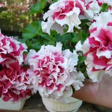 Листая старые журналы... Махровые ампельные петунии