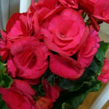 Листая старые журналы... Бегония - элатиор