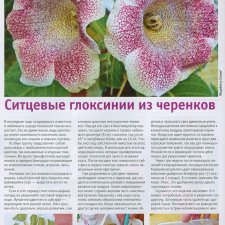 Листая старые журналы... Ситцевые глоксинии.