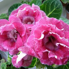Листая старые журналы... Размножение махровых глоксиний