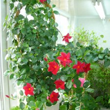 Искусственные или натуральные цветы? Ваше мнение?Продолжаю тему - листая старые журналы...