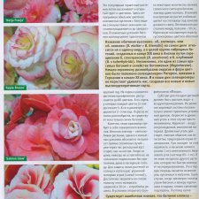 Листая старые журналы...Бегония для зимнего цветения.