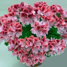 Листая старые журналы...Королевская пеларгония.