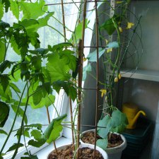 Мои огурчики так и не поехали на дачу