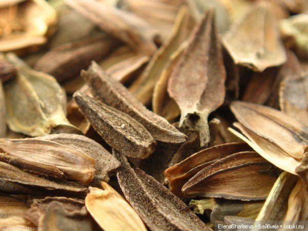 И еще немного о цветах — Красивая природа и цветы: фото пейзажей (фото 2)