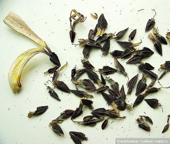 И еще немного о цветах — Красивая природа и цветы: фото пейзажей (фото 3)