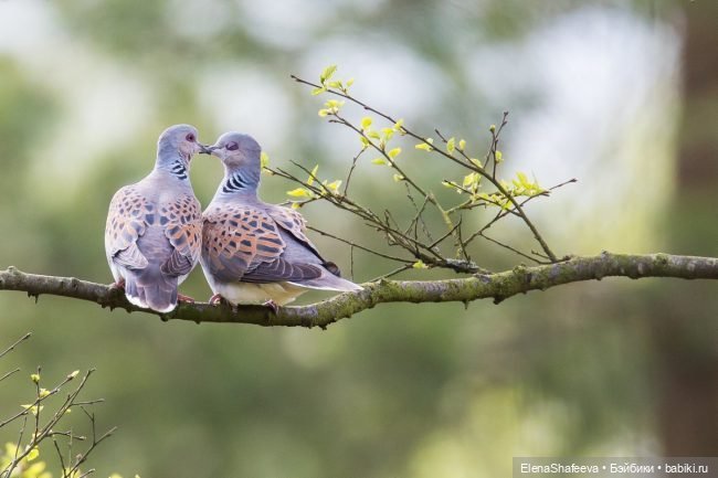Ждем встречи — В мире животных: смешные фото питомцев и зверей (фото 2)