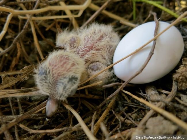Ждем встречи — В мире животных: смешные фото питомцев и зверей (фото 3)