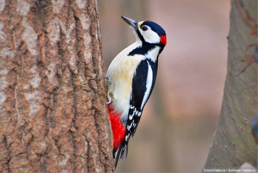 Ждем встречи — В мире животных: смешные фото питомцев и зверей (фото 5)