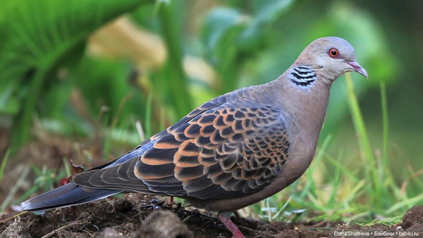 Ждем встречи — В мире животных: смешные фото питомцев и зверей (фото 7)