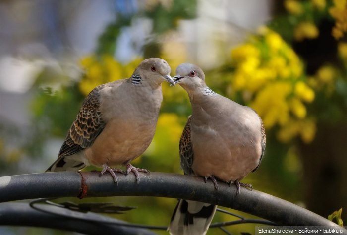 Ждем встречи — В мире животных: смешные фото питомцев и зверей (фото 8)