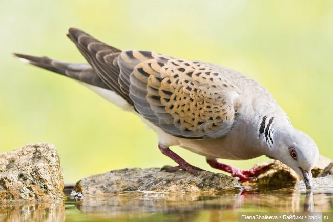 Ждем встречи — В мире животных: смешные фото питомцев и зверей (фото 4)