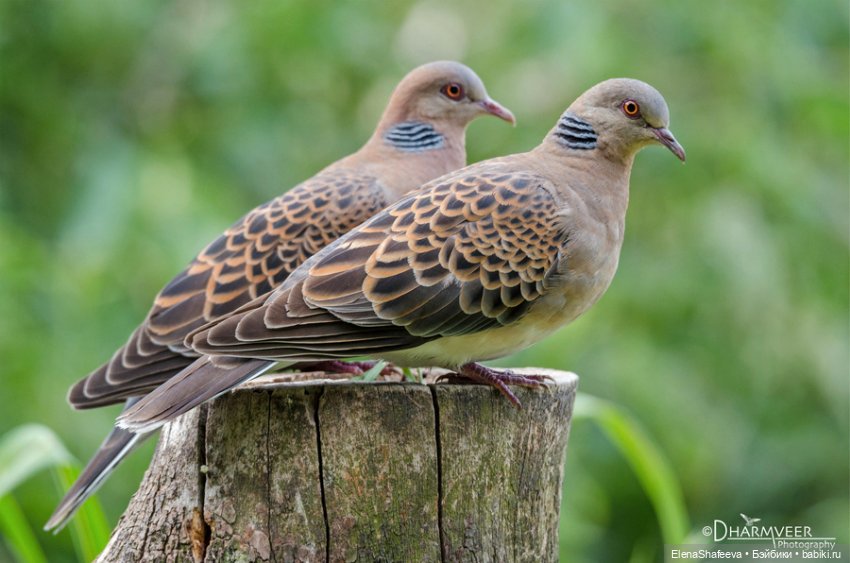 Ждем встречи — В мире животных: смешные фото питомцев и зверей