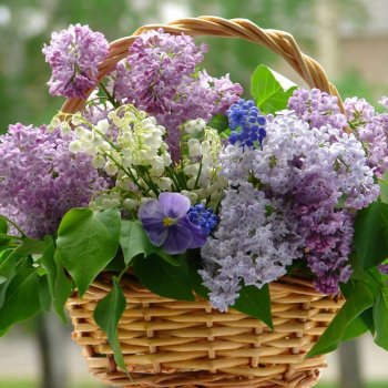 ВЕСНА...СИРЕНЬ... Несколько правил, чтобы букет сирени стоял долго.