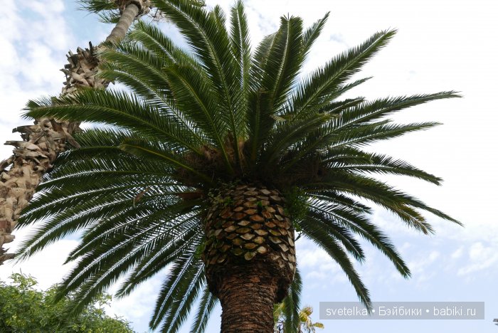 Путешествие Северянина по Испании (фото 7)