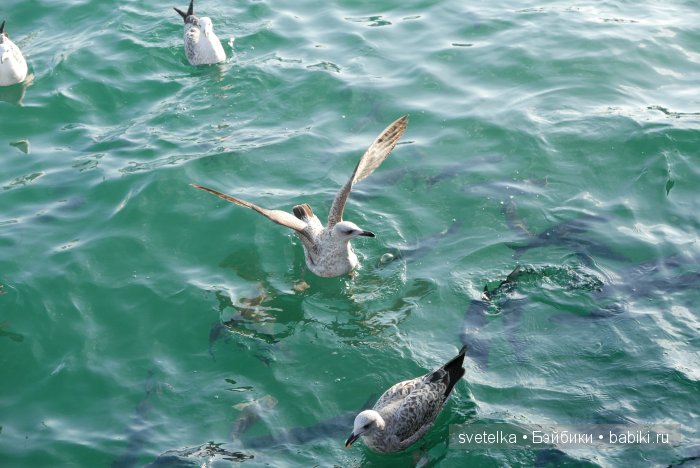 Путешествие Северянина по Испании (фото 8)