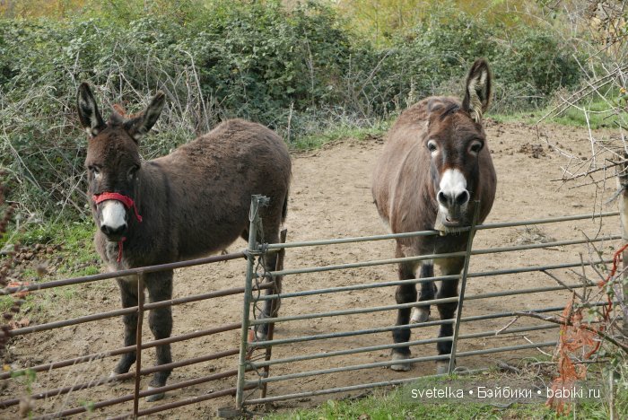 Путешествие Северянина по Испании
