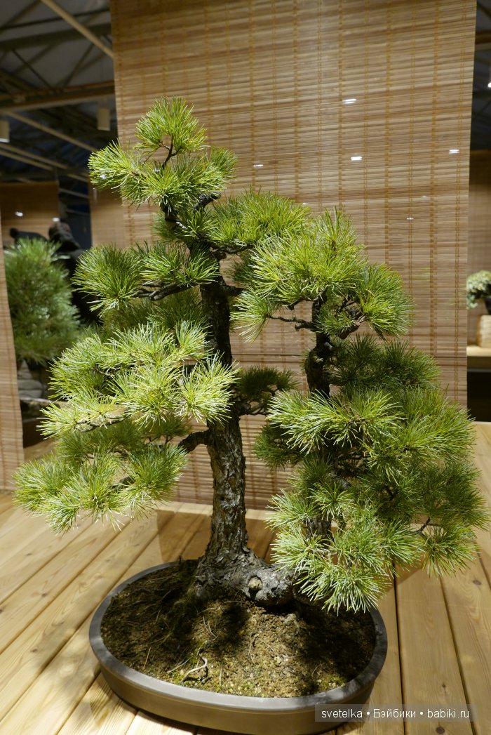 Мир в глиняной плошке — Интересное и необычное: фотоподборки (фото 3)