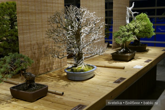 Мир в глиняной плошке — Интересное и необычное: фотоподборки