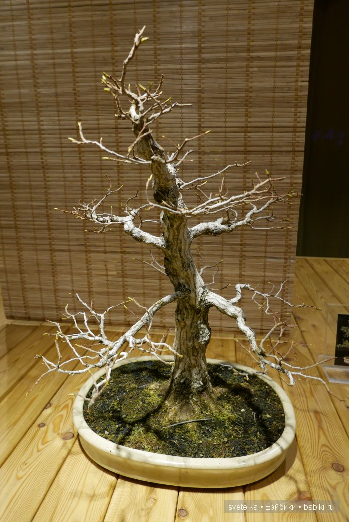 Мир в глиняной плошке — Интересное и необычное: фотоподборки (фото 4)