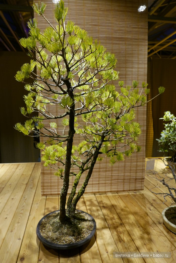 Мир в глиняной плошке — Интересное и необычное: фотоподборки (фото 5)