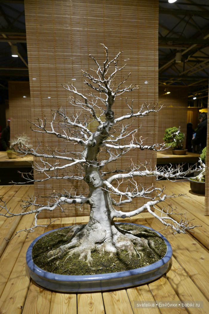 Мир в глиняной плошке — Интересное и необычное: фотоподборки