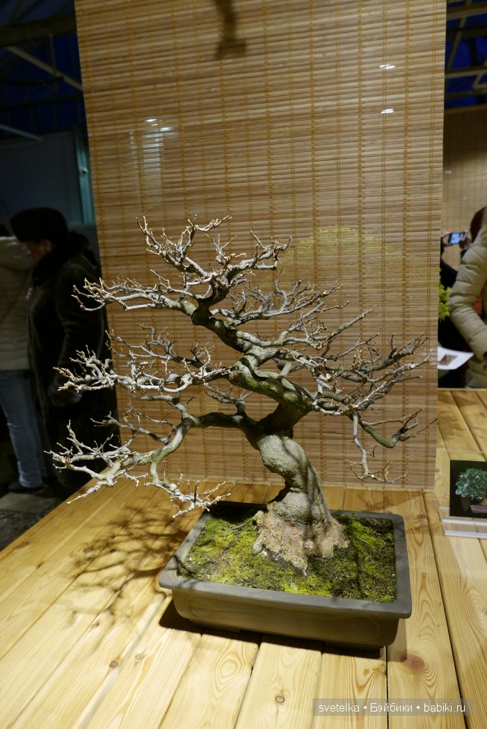 Мир в глиняной плошке — Интересное и необычное: фотоподборки (фото 10)