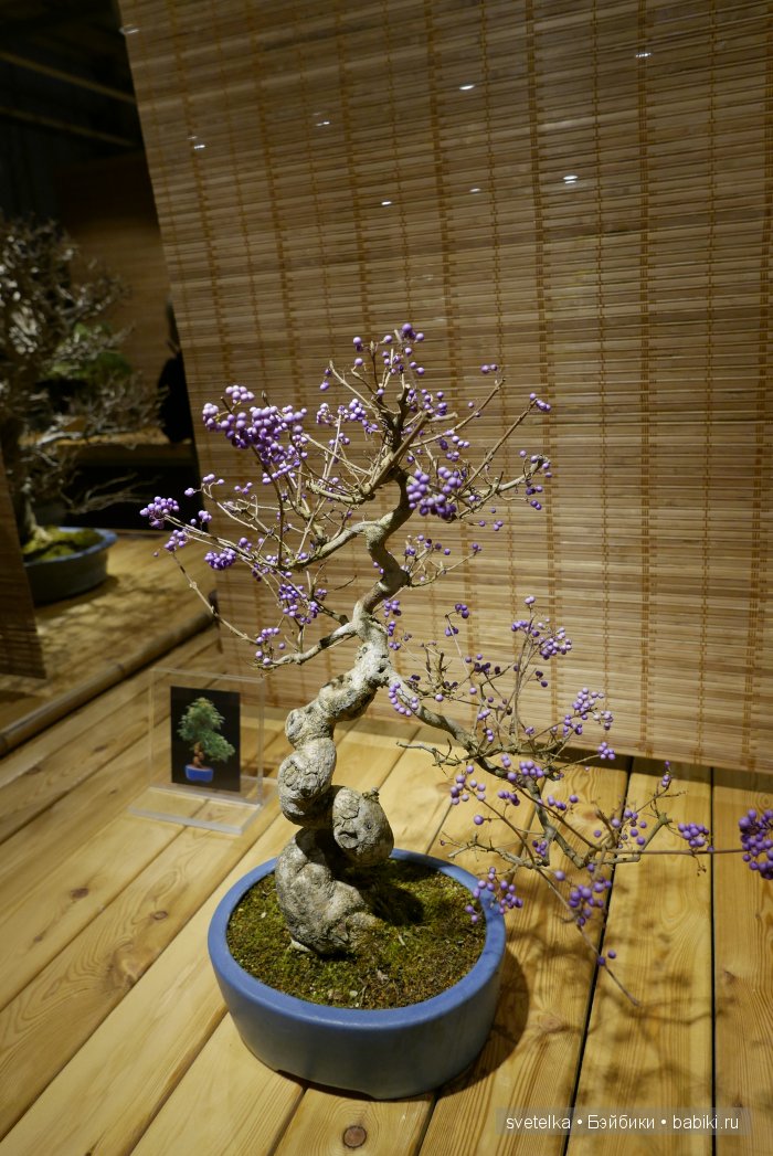 Мир в глиняной плошке — Интересное и необычное: фотоподборки