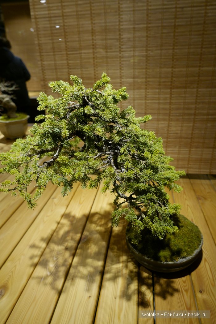 Мир в глиняной плошке — Интересное и необычное: фотоподборки (фото 2)