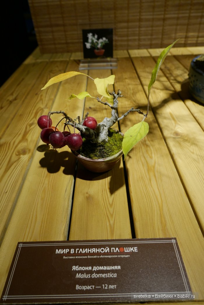 Мир в глиняной плошке — Интересное и необычное: фотоподборки (фото 7)