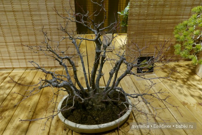 Мир в глиняной плошке — Интересное и необычное: фотоподборки (фото 8)