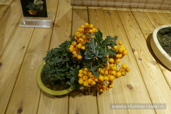 Мир в глиняной плошке — Интересное и необычное: фотоподборки