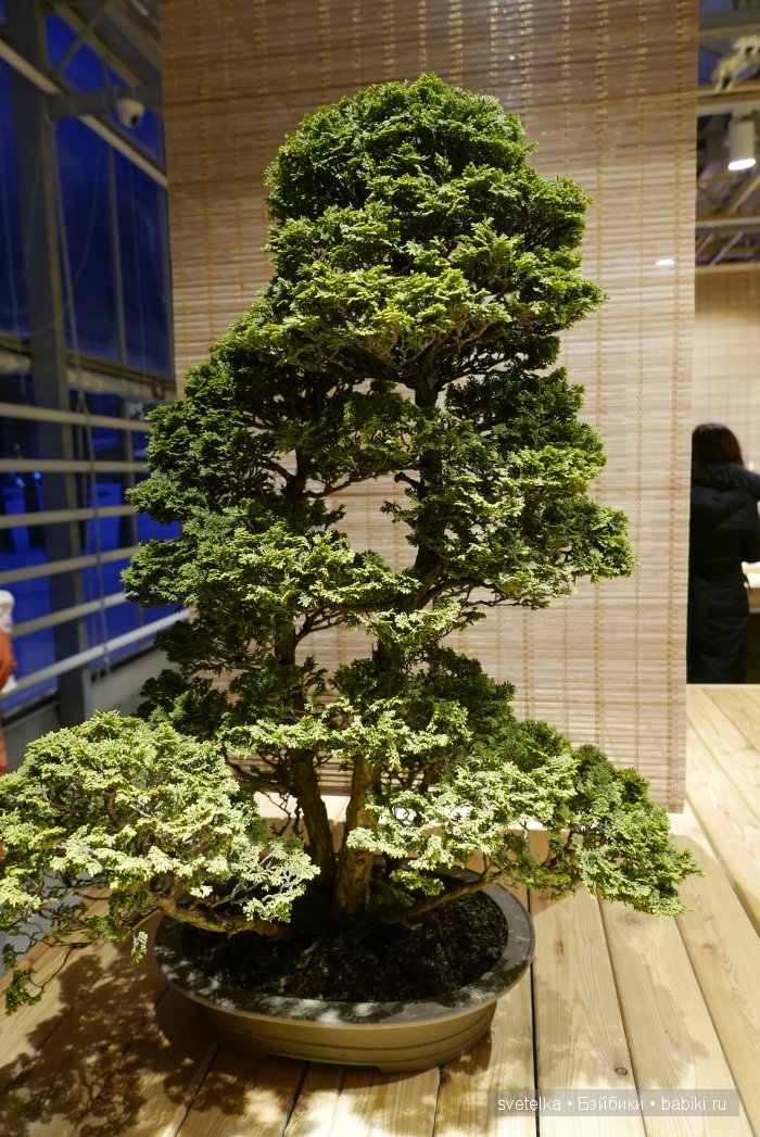 Мир в глиняной плошке — Интересное и необычное: фотоподборки