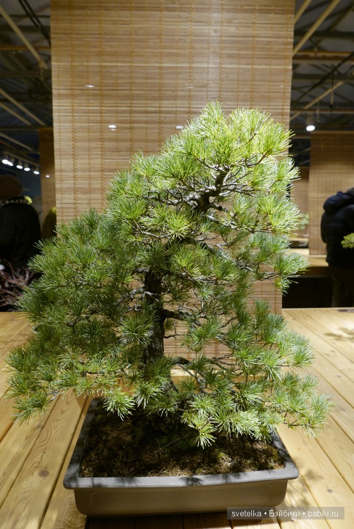 Мир в глиняной плошке — Интересное и необычное: фотоподборки (фото 6)