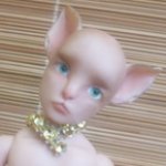 Кото-рыцарь. Авторская шарнирная кукла бжд